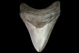 Brown, Fossil Megalodon Tooth - Georgia #76874-1